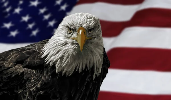 Águia calva americana na bandeira — Fotografia de Stock