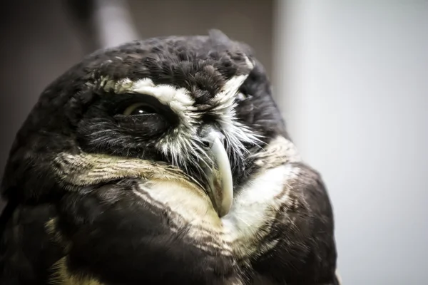 Spectacled owl — Stock Photo, Image