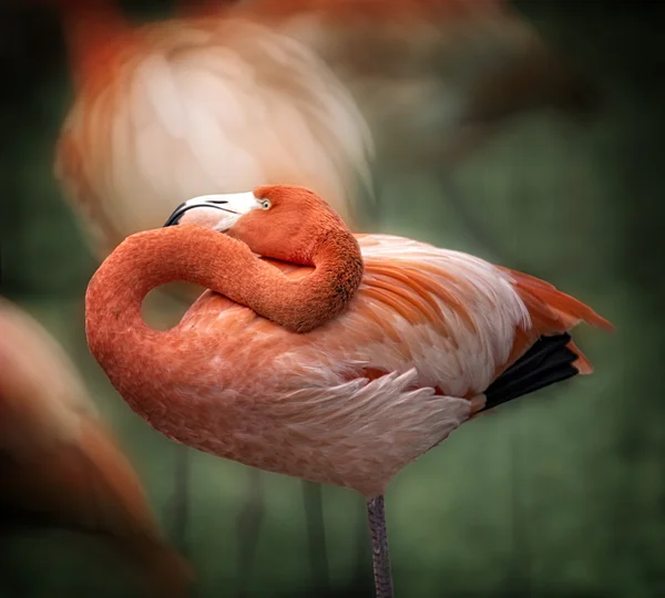 Flamingo Ordförande — Stockfoto