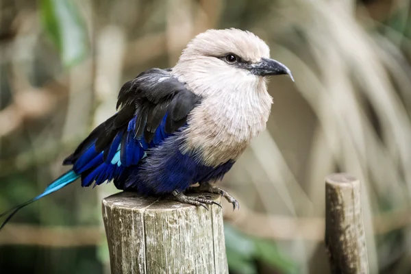 Blue-bellied roller — Stock Photo, Image