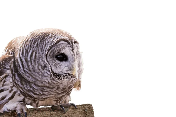 Utesluten Owl isolerade — Stockfoto