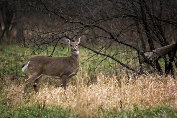 白い尾鹿 Doe — ストック写真