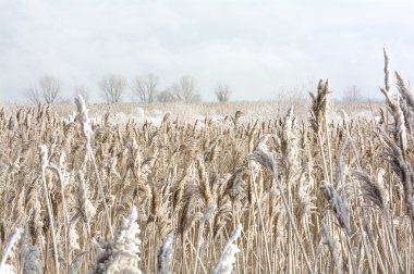 Kış Harikalar Diyarı