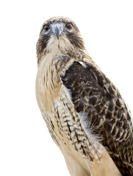 Red-tailed Hawk Isolated — Stock Photo, Image