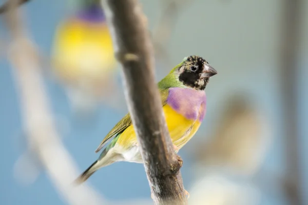 Finch Gouldian — Stok Foto