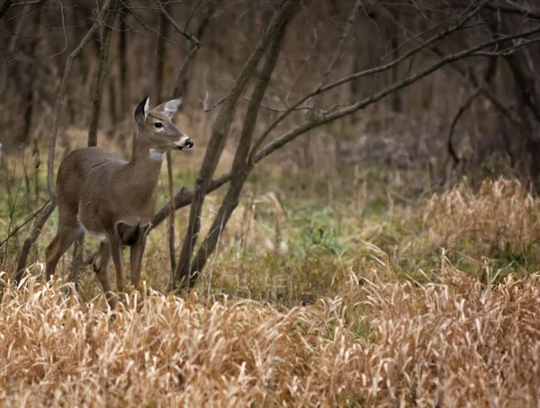 Witte staart herten Doe — Stockfoto