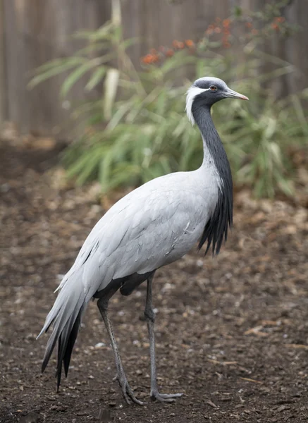 Grus — Fotografia de Stock