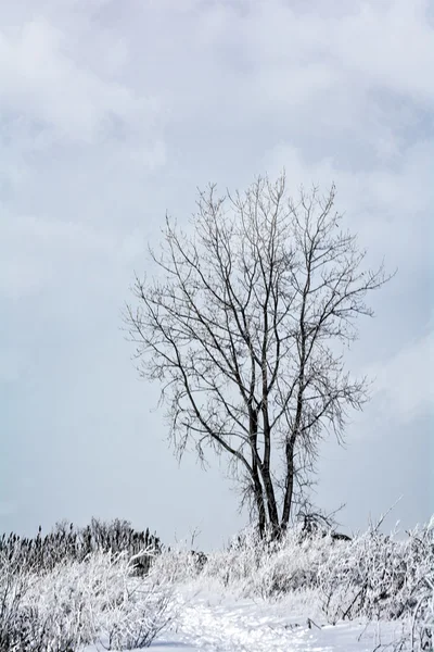 Winterboom — Stockfoto