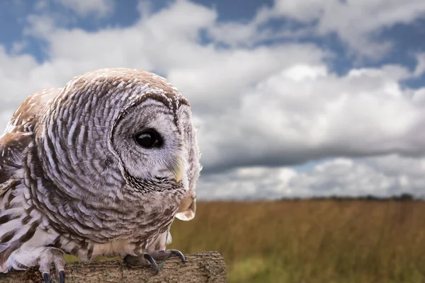 Gestreepte uil — Stockfoto