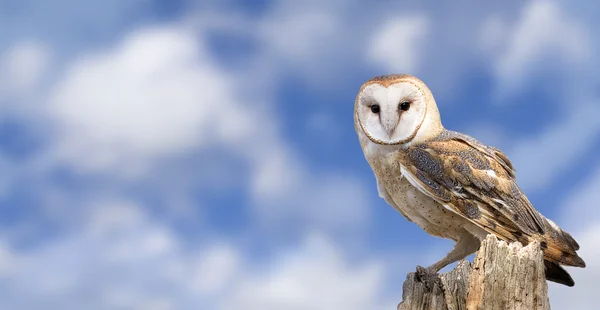 Barn Owl — Stock Photo, Image