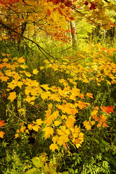 Herbst Ahorn Blätter Hintergrund — Stockfoto