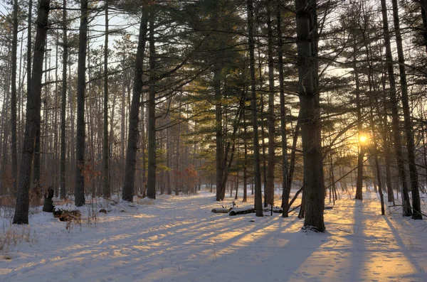 冬の松の日の出 — ストック写真