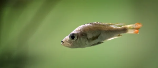 Peces tropicales —  Fotos de Stock