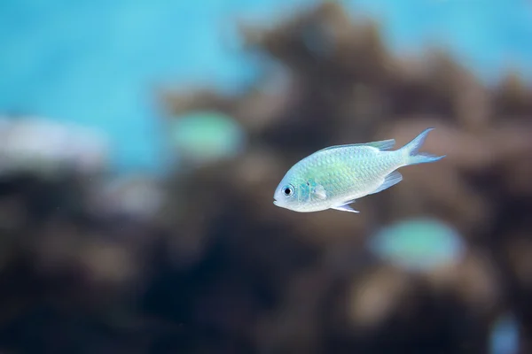 Tropiska fiskar — Stockfoto