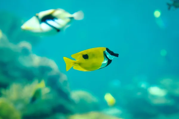 Peces tropicales —  Fotos de Stock