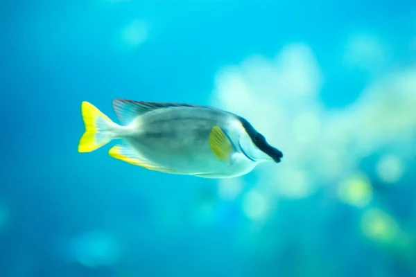 Peces tropicales —  Fotos de Stock