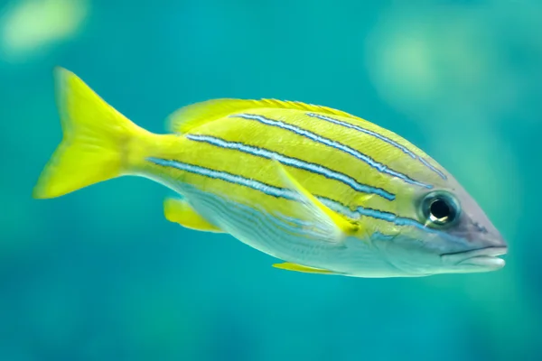 Peces tropicales —  Fotos de Stock