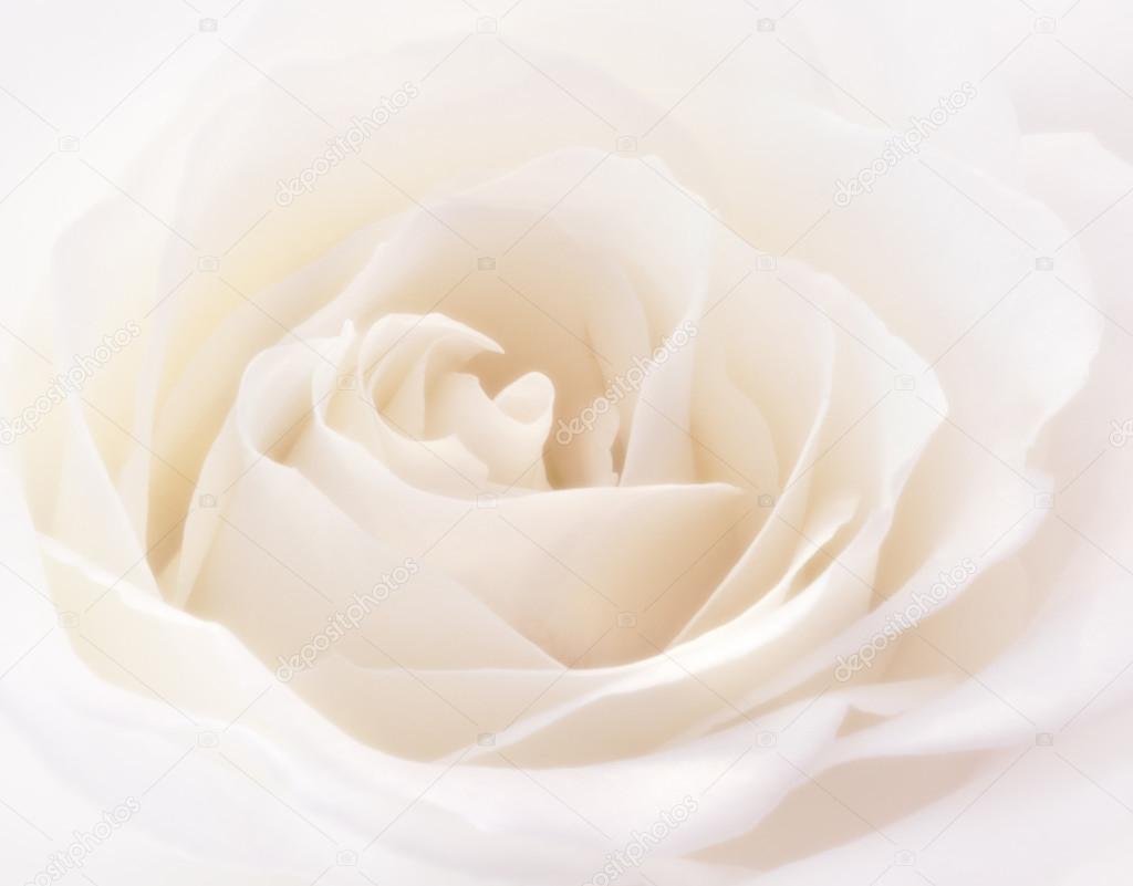 Soft White Rose