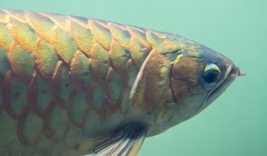 Asya arowana