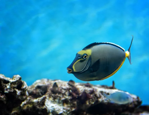 Peces tropicales —  Fotos de Stock