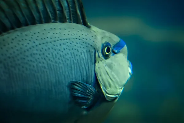 Peces tropicales —  Fotos de Stock