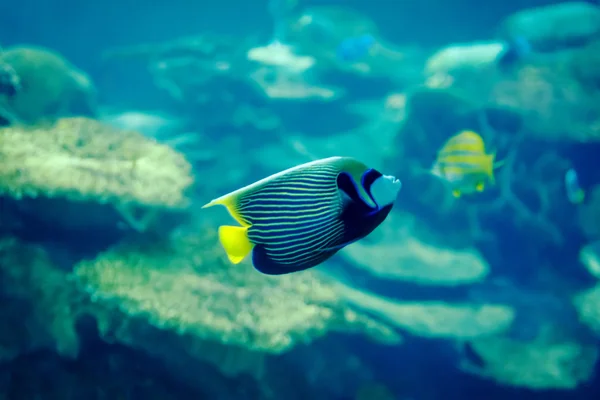 Emperor Angelfish — Stock Photo, Image