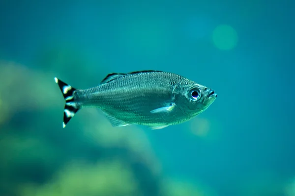 Trooppiset kalat — kuvapankkivalokuva