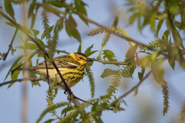 Capo maggio Warbler — Foto Stock