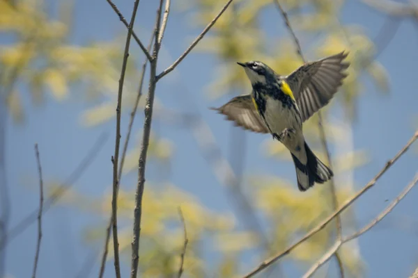 Amarelo Rumped Warbler — Fotografia de Stock