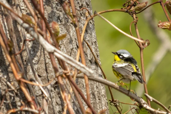 Magnolia ωδικό πτηνό — Φωτογραφία Αρχείου