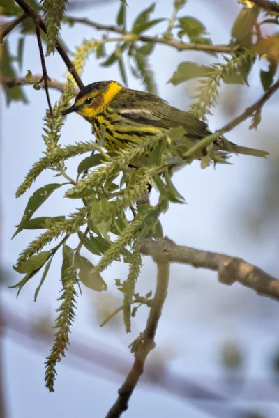 Cape May Warbler — Stock Photo, Image