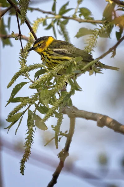 Capa pode warbler — Fotografia de Stock