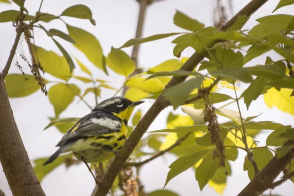 Magnolia warbler — Fotografia de Stock