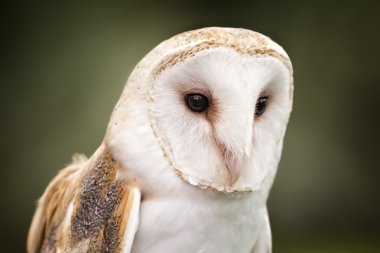 Barn Owl clipart