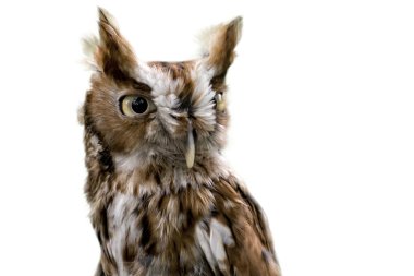  Eastern Screech Owl Isolated clipart