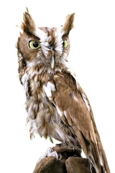 Eastern Screech Owl Isolated — Stock Photo, Image