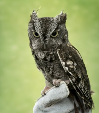  Eastern Screech Owl clipart