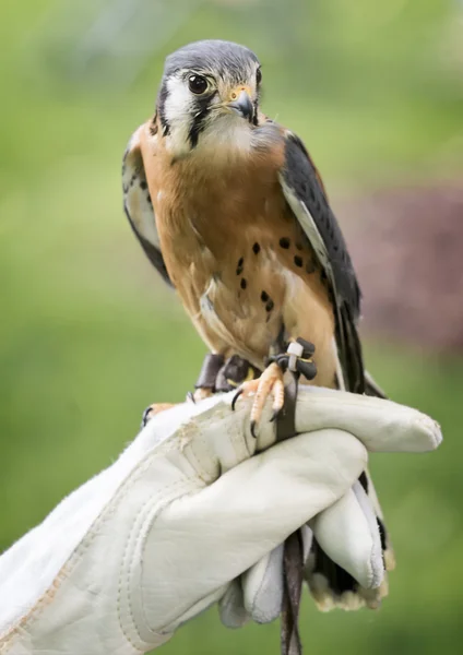 Amerikanischer Turmfalke — Stockfoto