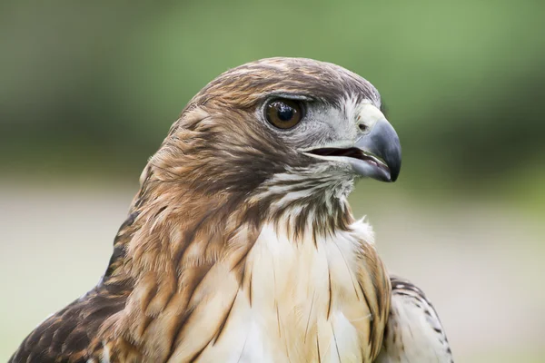 Rotschwanzfalke — Stockfoto