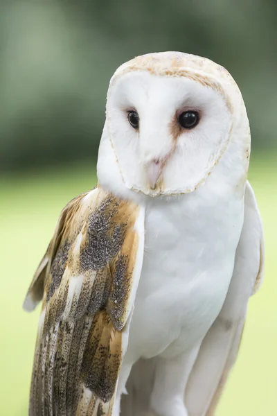 Barn Owl — Stock Photo, Image