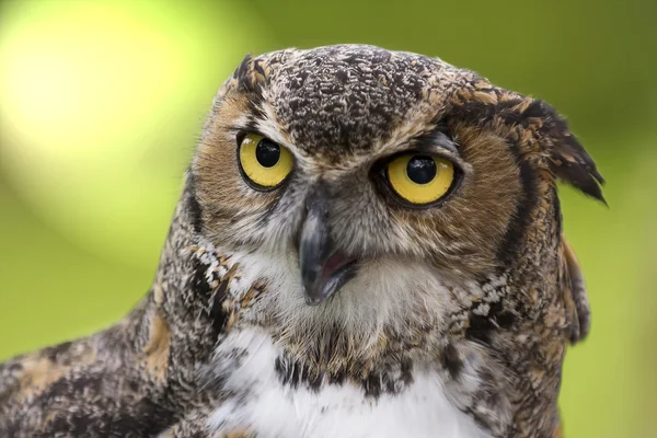 Great Horned Owl — Stockfoto