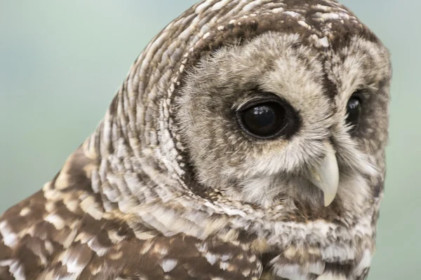 Gestreepte uil — Stockfoto