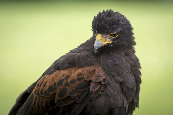 Harris Hawk — Stockfoto