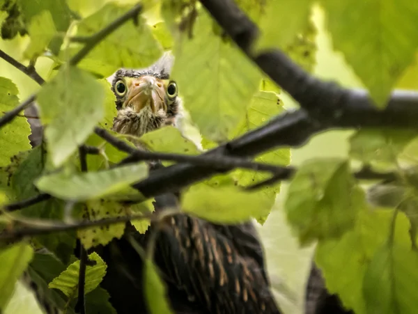 Baby Green Heron — 图库照片