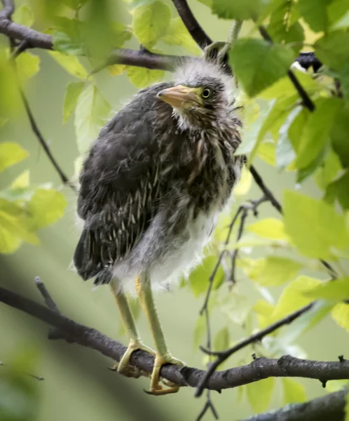 Baby Green Heron — Stock Photo, Image