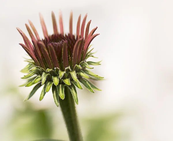 Purple Coneflower — Stock Photo, Image