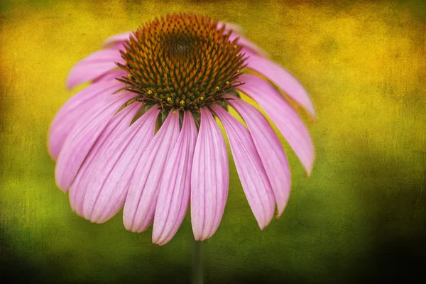 Purple Coneflower — Stock Photo, Image