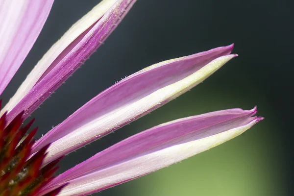 Пурпурний Coneflower — стокове фото