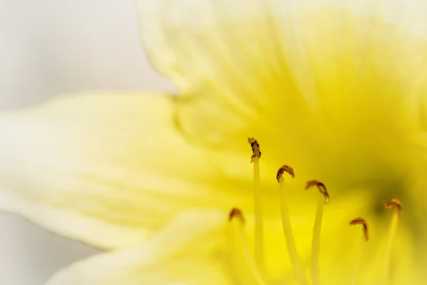 Macro fleur de nénuphar — Photo