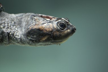 Dev nehir kaplumbağa